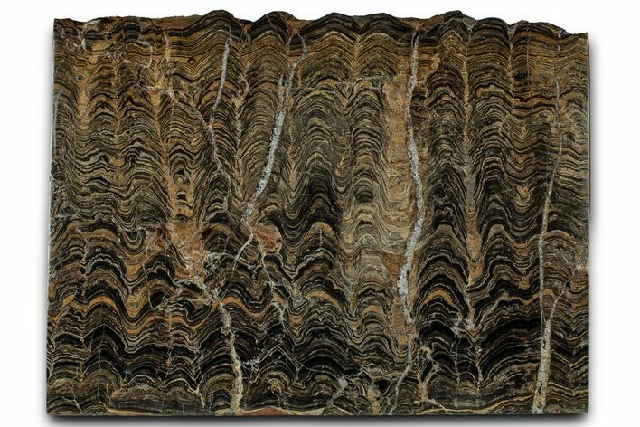 Polished Stromatolite (Greysonia) Slab - Bolivia #357102